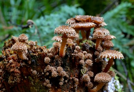 Pholiota squarrosa.