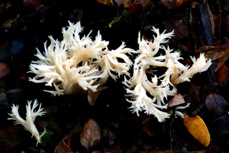 Clavulina cristata