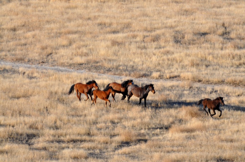 Cedar Mtn HMA Wild Horse Gather 02/24/12