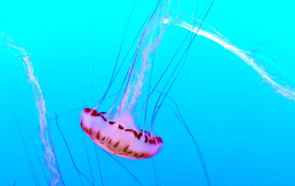 Monterey Aquarium. Jelly Fish
