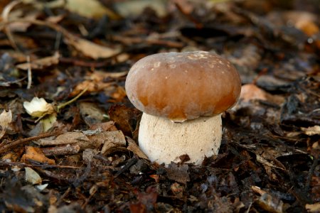 Bolete photo