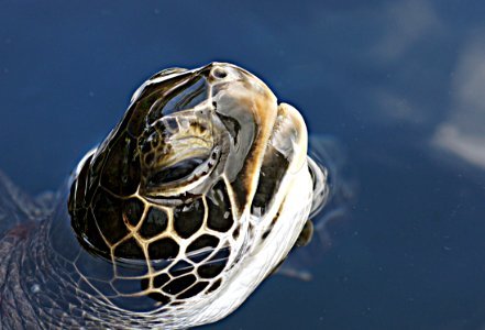Hawaiian Green Sea Turtle. photo