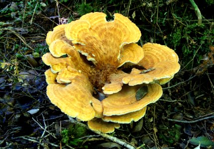 Gaint polypore Fungi photo