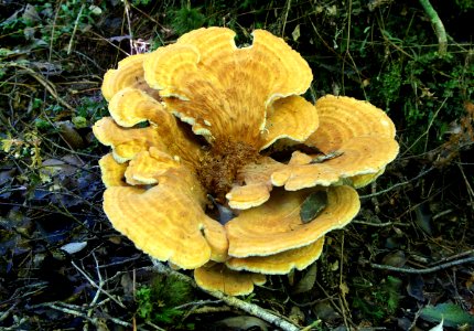 Gaint polypore Fungi