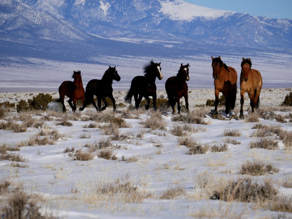 Sulphur Herd Management Area WIld Horse and Burro Gather 2017