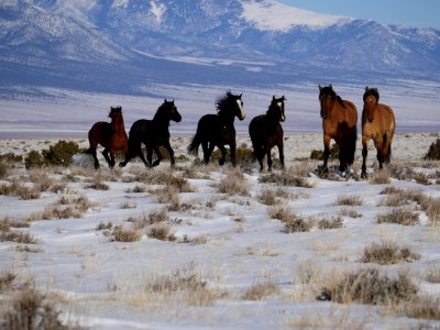 Sulphur Herd Management Area WIld Horse and Burro Gather 2017
