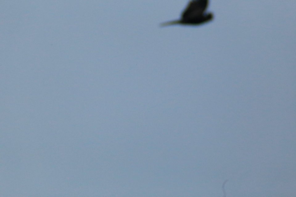 IMG 4350