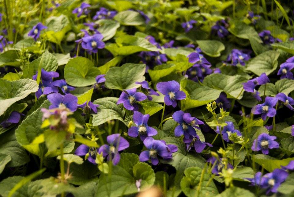 Purple plant spring