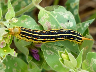 Sphinx Moth Catepiller