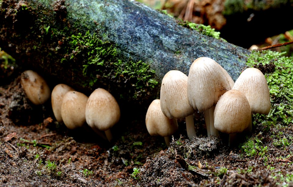 Coprinopsis laanii.