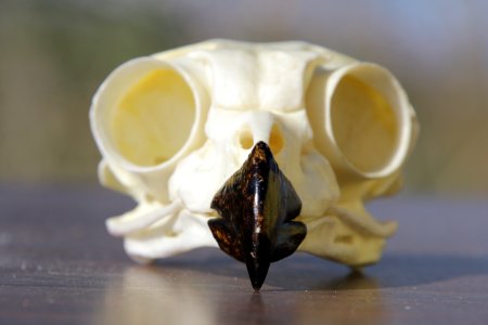 Raptor Skull