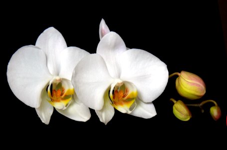 Orchid. photo