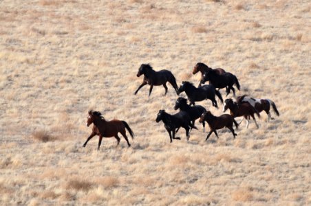 Onaqui Wild Horse Gather 02/18/12