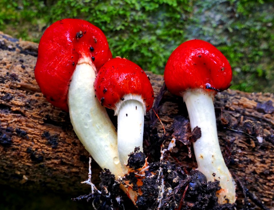 Scarlet pouch (Weraroa erythrocephala)