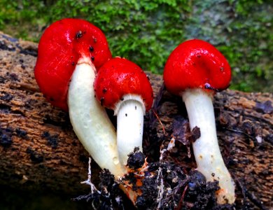 Scarlet pouch (Weraroa erythrocephala) photo