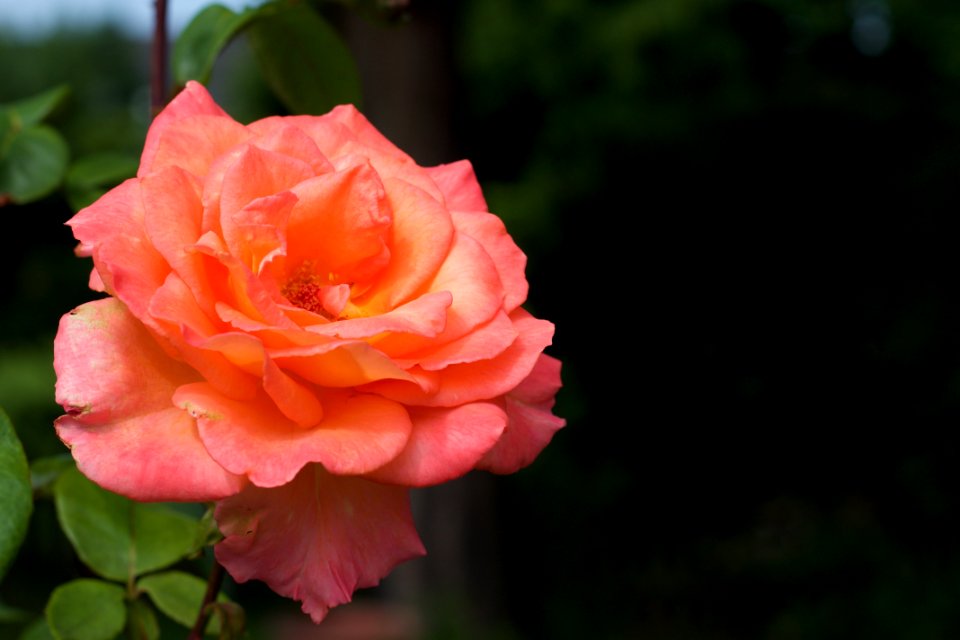 Rose photo