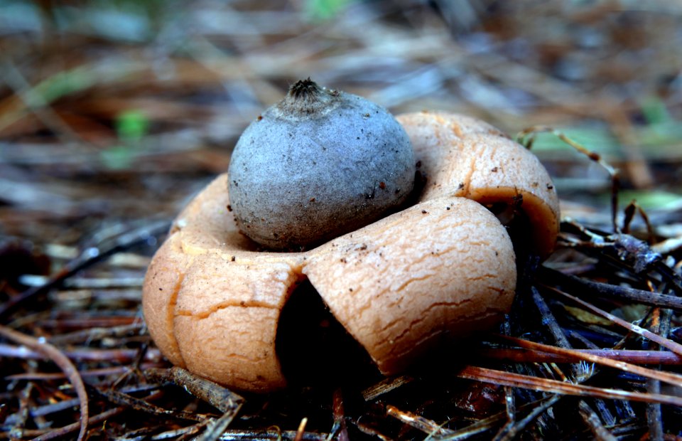 Geastrum. (earth stars)