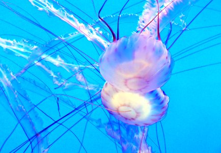 Monterey Aquarium. Jelly Fish photo