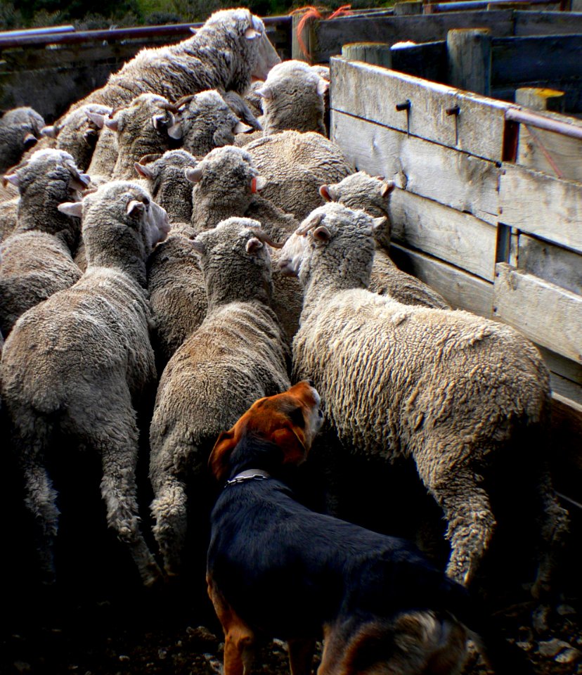 The working dog.