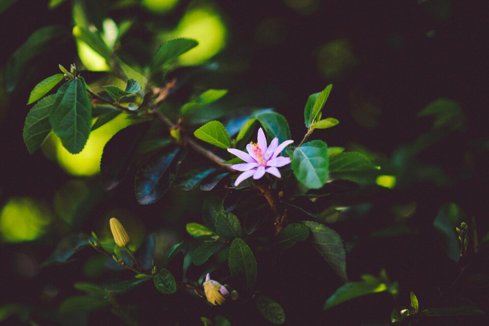 Flower plants leaves