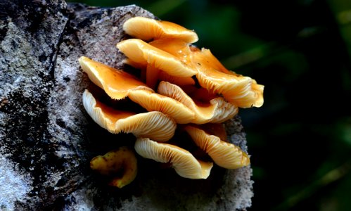 Flammulina velutipes photo