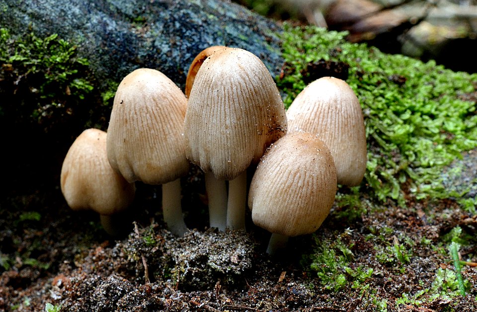 Coprinopsis laanii