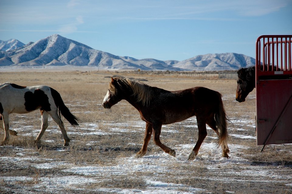Onaqui Wild Horse Gather 02/20/12