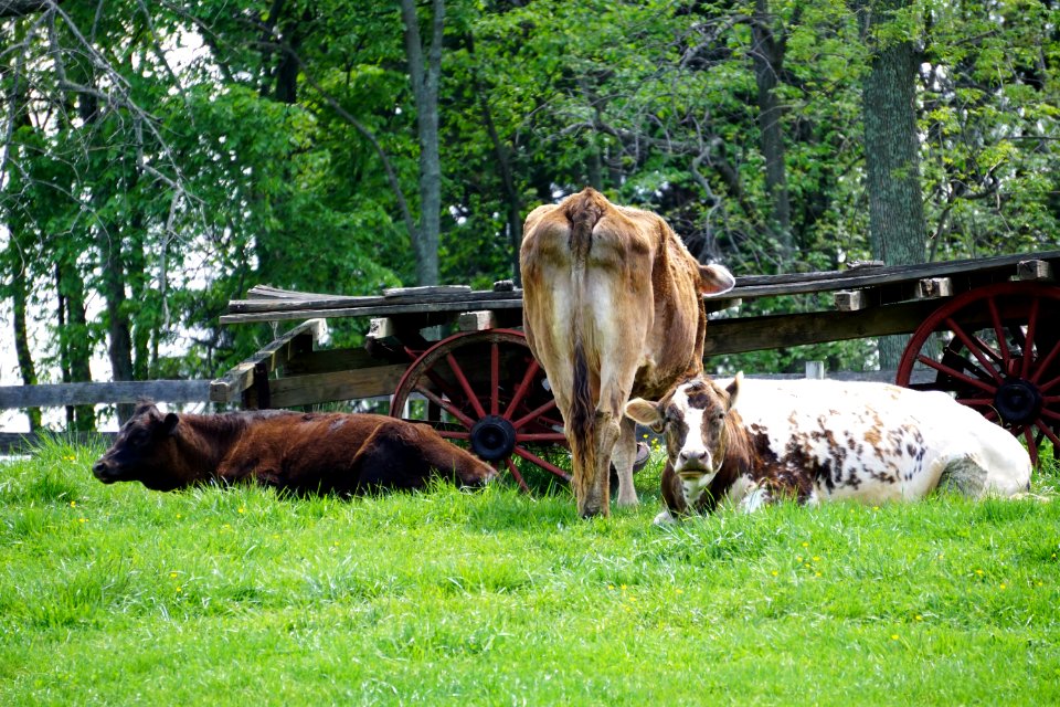 Lazy Cows