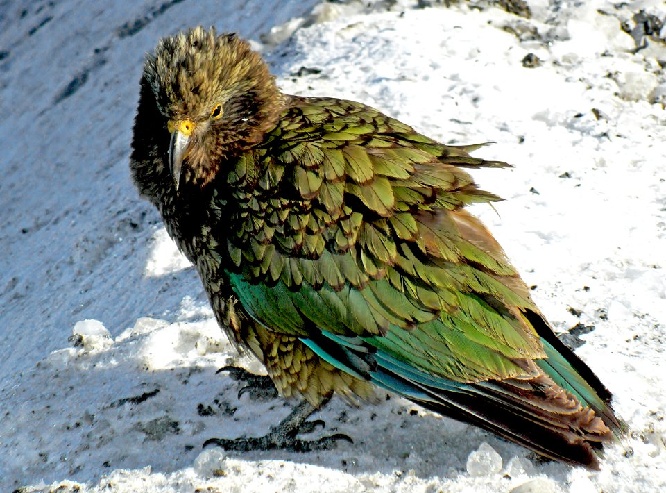 The kea (Nestor notabilis) NZ