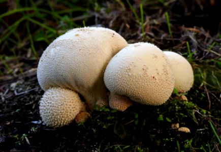 Lycoperdon pyriforme,(Pear shaped puffball) photo