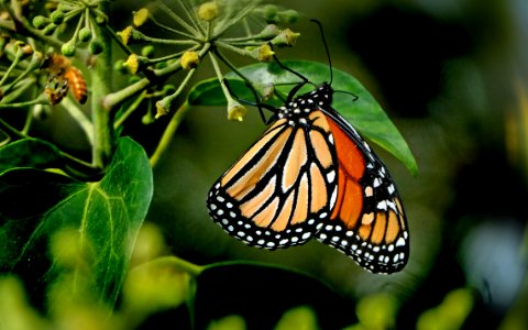 Monarch. photo