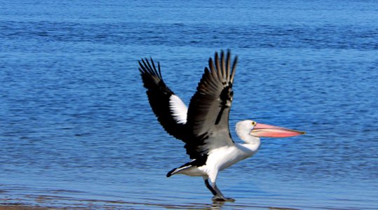 Australian pelican.(Pelecanus conspicillatus)