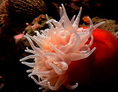 Monterey Aquarium. Anemone photo