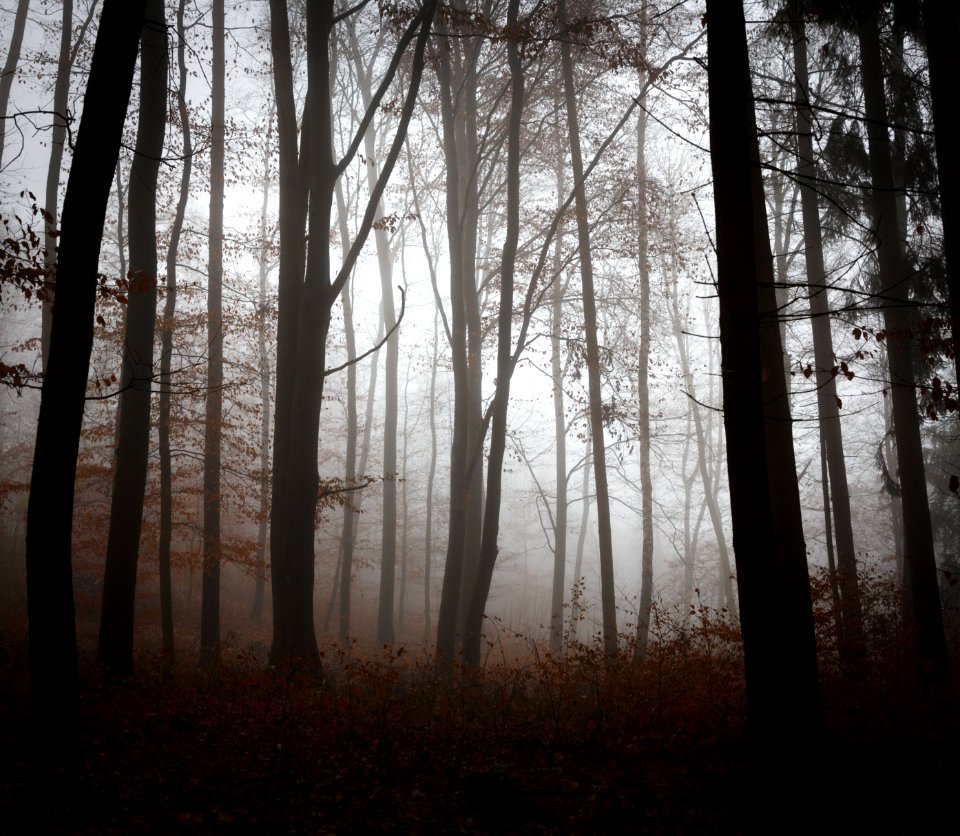 Nebelwald