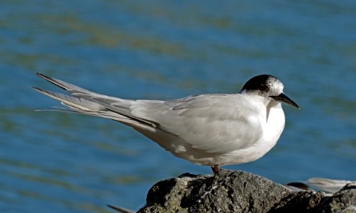 White-fronted tern (Sterna striata) photo