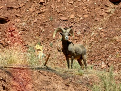 Desert Sheep Ram