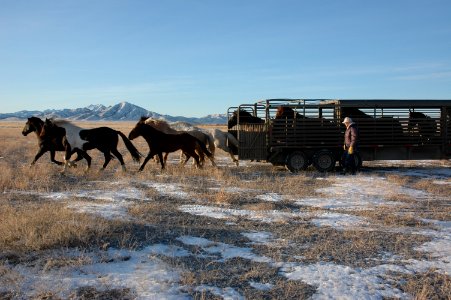 Onaqui Wild Horse Gather 02/20/12