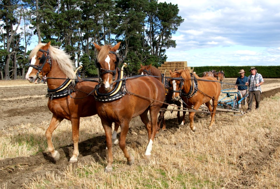 Horse Ploughing (16)