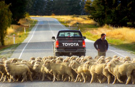 Ewe crossing.