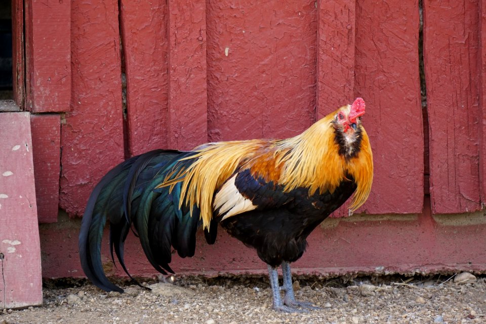 Head Rooster