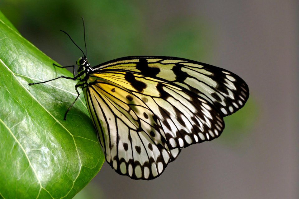 Idea leuconoe -(Paper Kite)