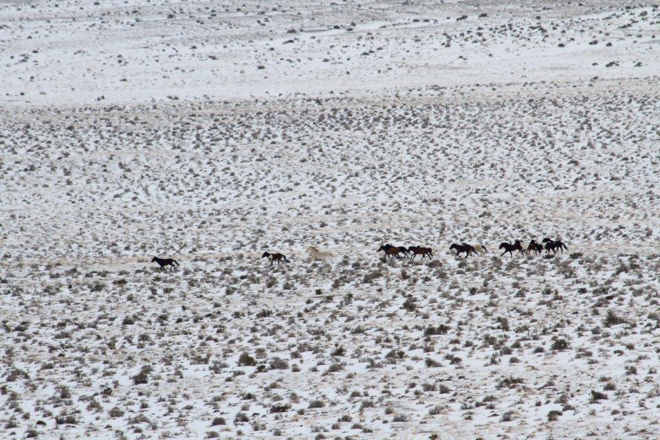 Swasey Wild Horse Gather: Day 1