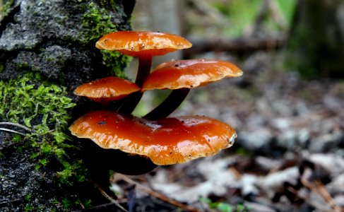 Flammulina velutipes.