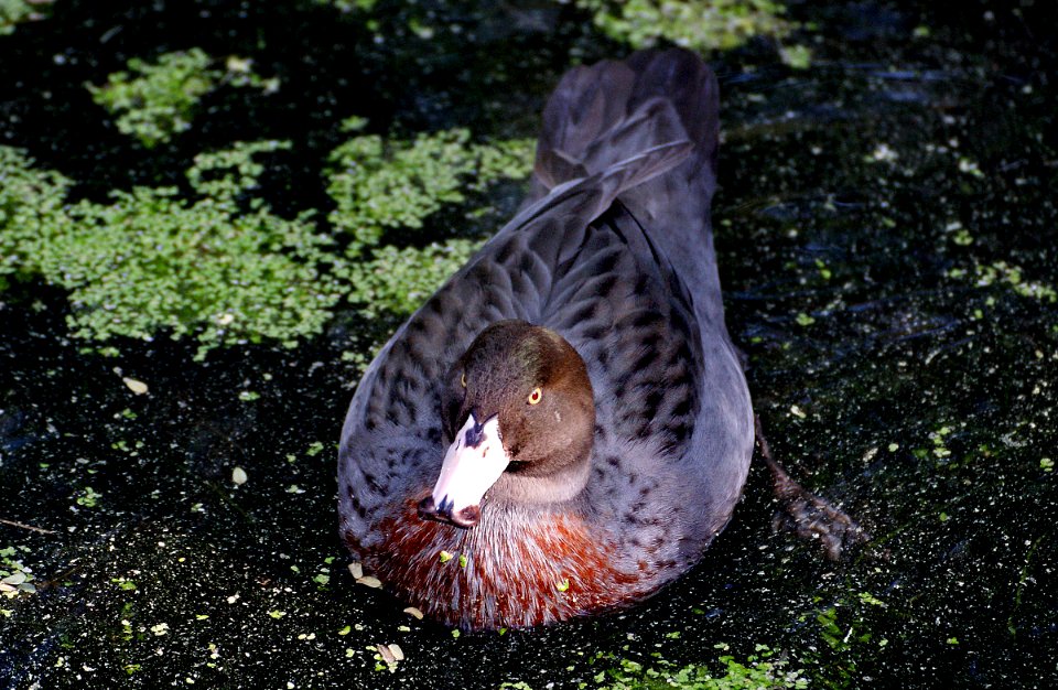 Blue duck. Whio.  ( (Hymenolaimus malacorhynchos)