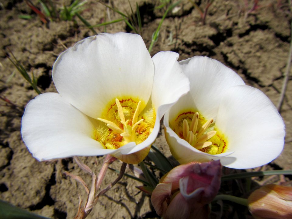 Sego Lily