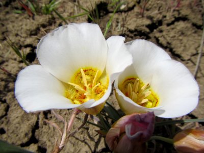 Sego Lily