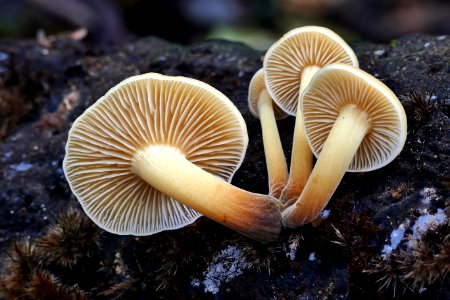 Flammulina velutipes. photo