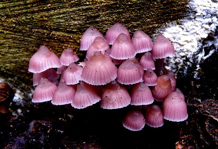 Mycena haematopus. photo