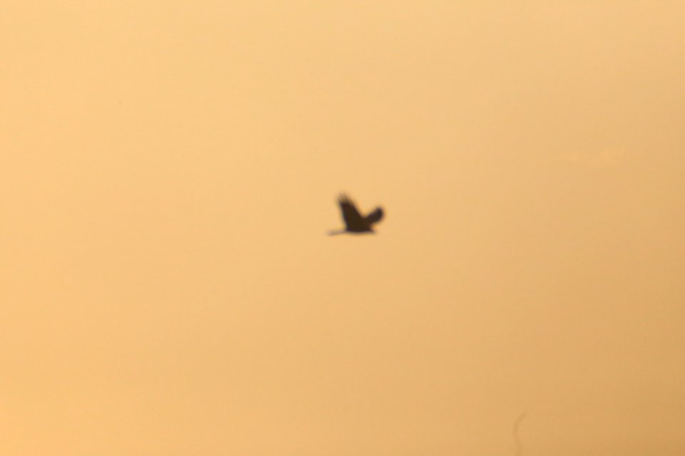 IMG 4313