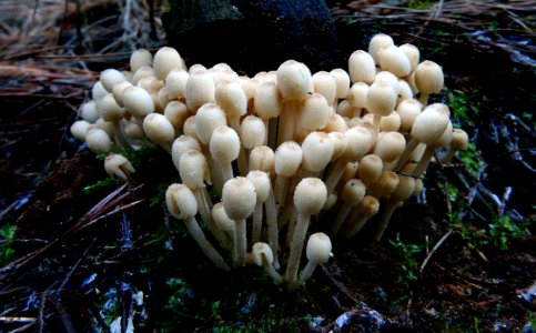 Coprinellus disseminatus (Fairies Bonnets) photo